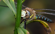 Migrant Hawker (Male, Aeshna mixta)